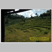 14572 Reisterrassen Bali 1986.jpg
